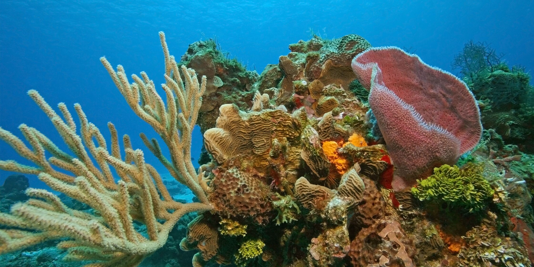 8 Things to Do in Cozumel, Mexico | Capital One