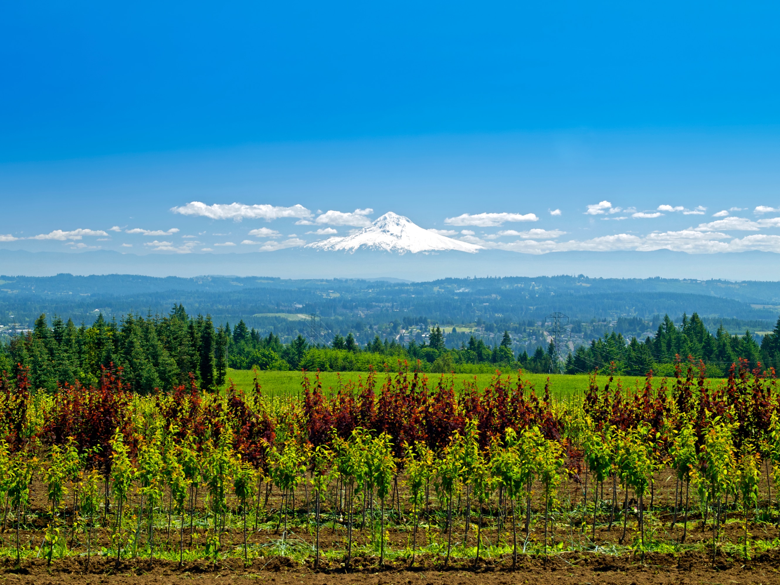 A view of Mount Hood from Willamette Valley in Oregon.