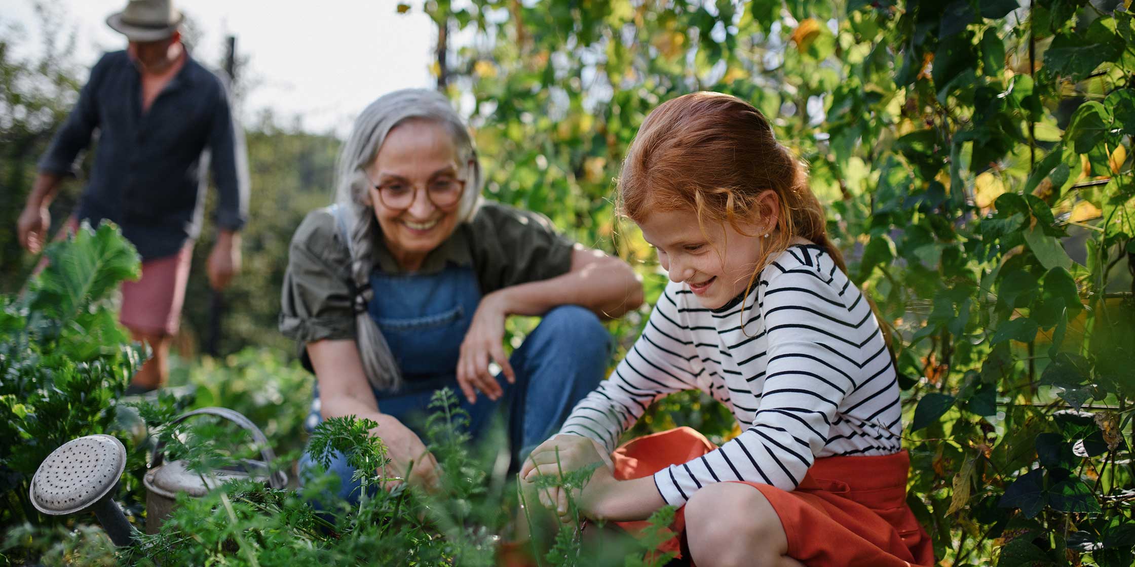 A grandparent and grandchild gardening together.