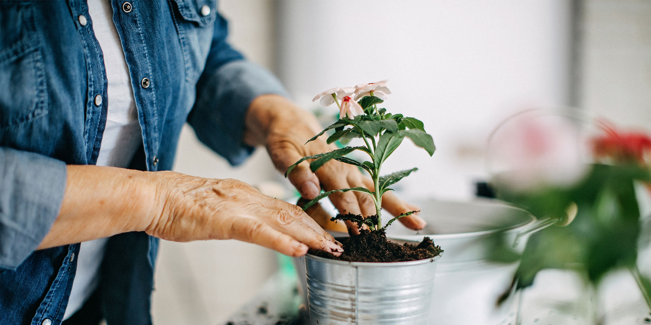 A photo of a person’s hands as they stand at a worktable and plant a flower in a metal pot.