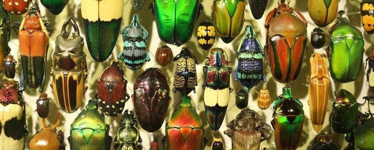 close up photo of multicolored bugs