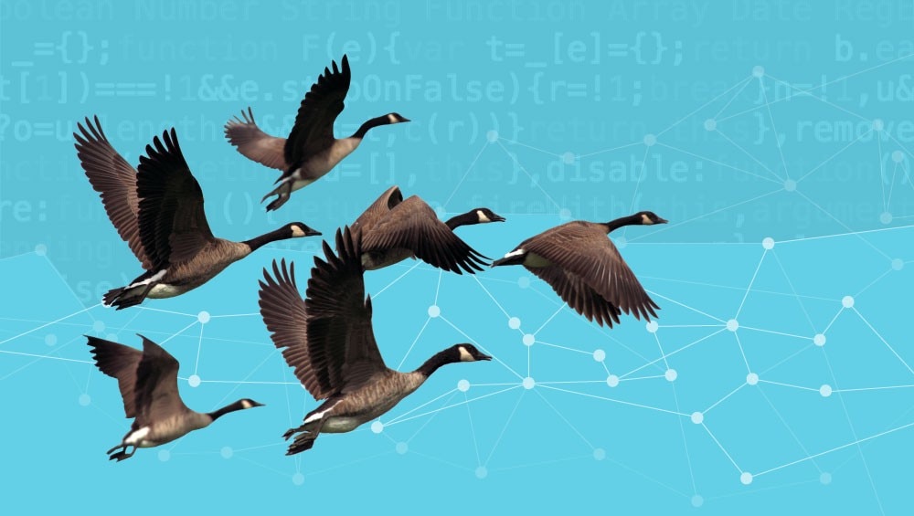 turquoise background with white dots connected by white lines, and 6 black, white, and brown geese flying in from the left