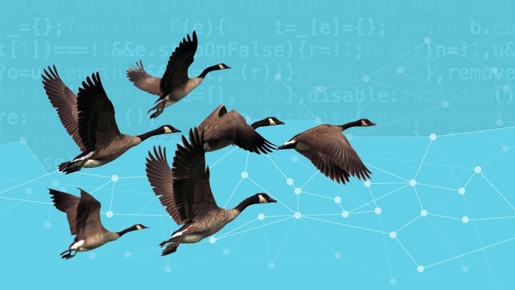 turquoise background with white dots connected by white lines, and 6 black, white, and brown geese flying in from the left