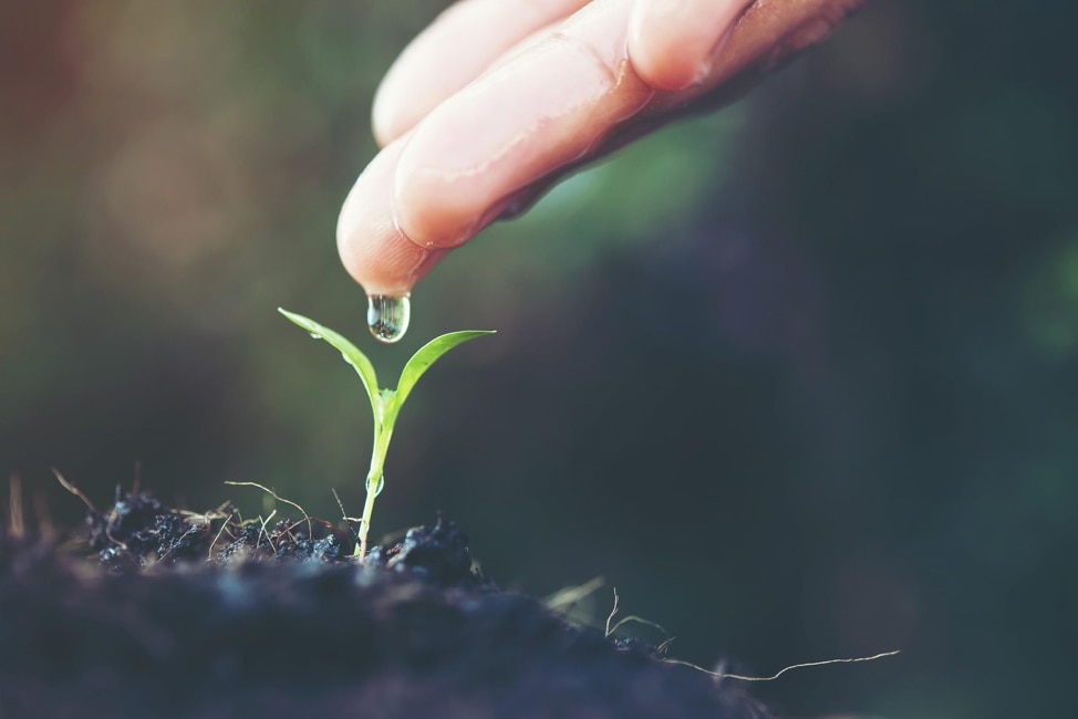 fingers with water dropping onto small green plant