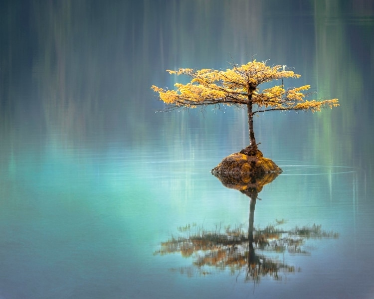 small tree with large roots reflecting on a body of water