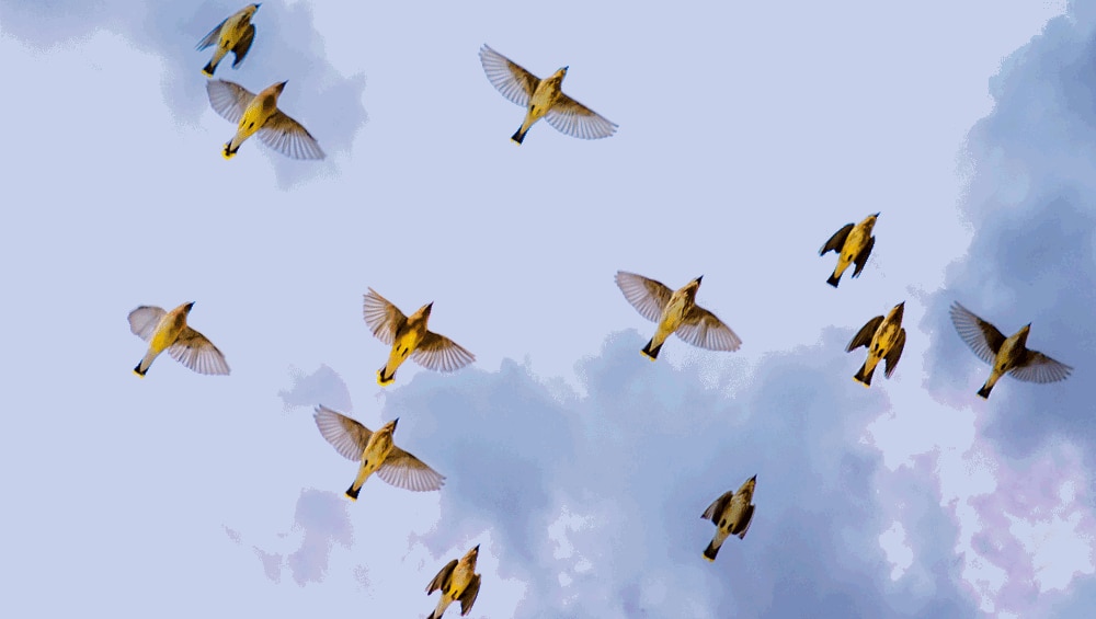 gif of a greyish blue cloudy sky with multiple yellow, white, and brown birds flapping their wings and flying through the clouds