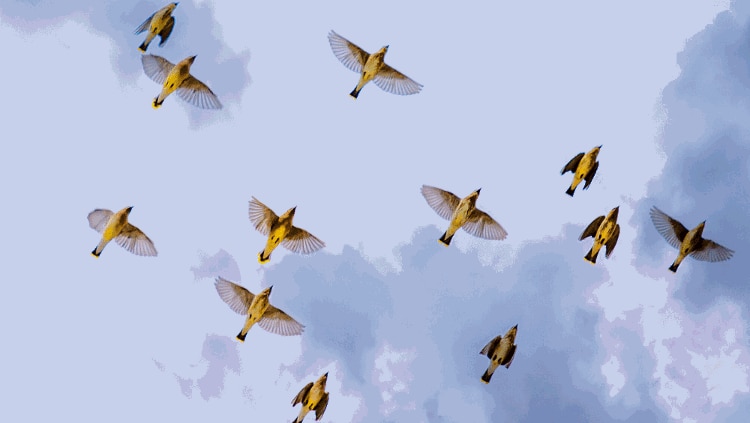 gif of a greyish blue cloudy sky with multiple yellow, white, and brown birds flapping their wings and flying through the clouds