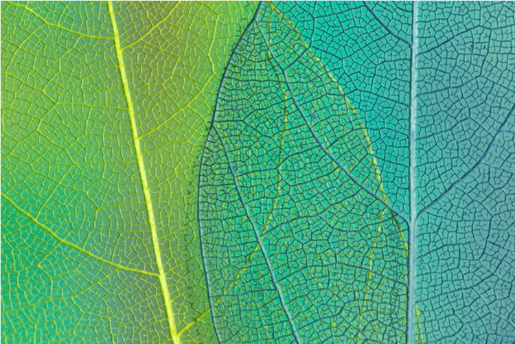 Green and blue transparent leaves