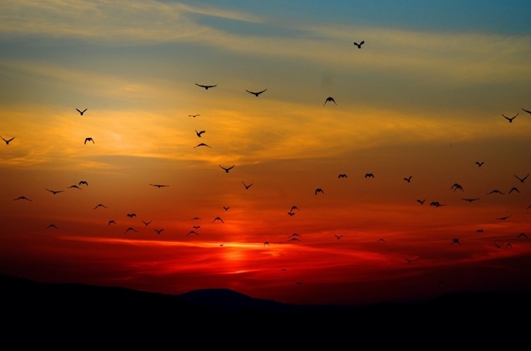 silhouettes of birds flying across a sunset sky