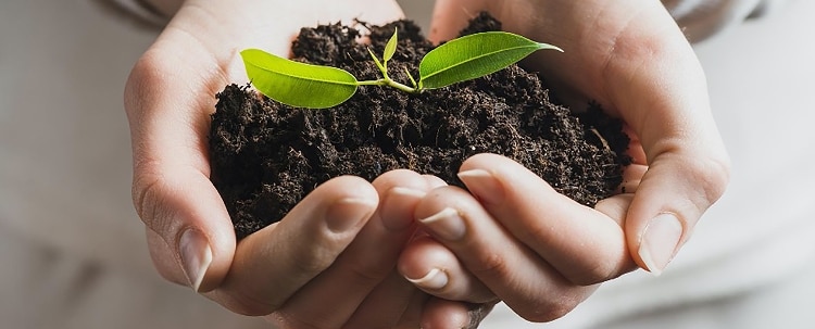2 outstretched hands holding soil with small green spot growing